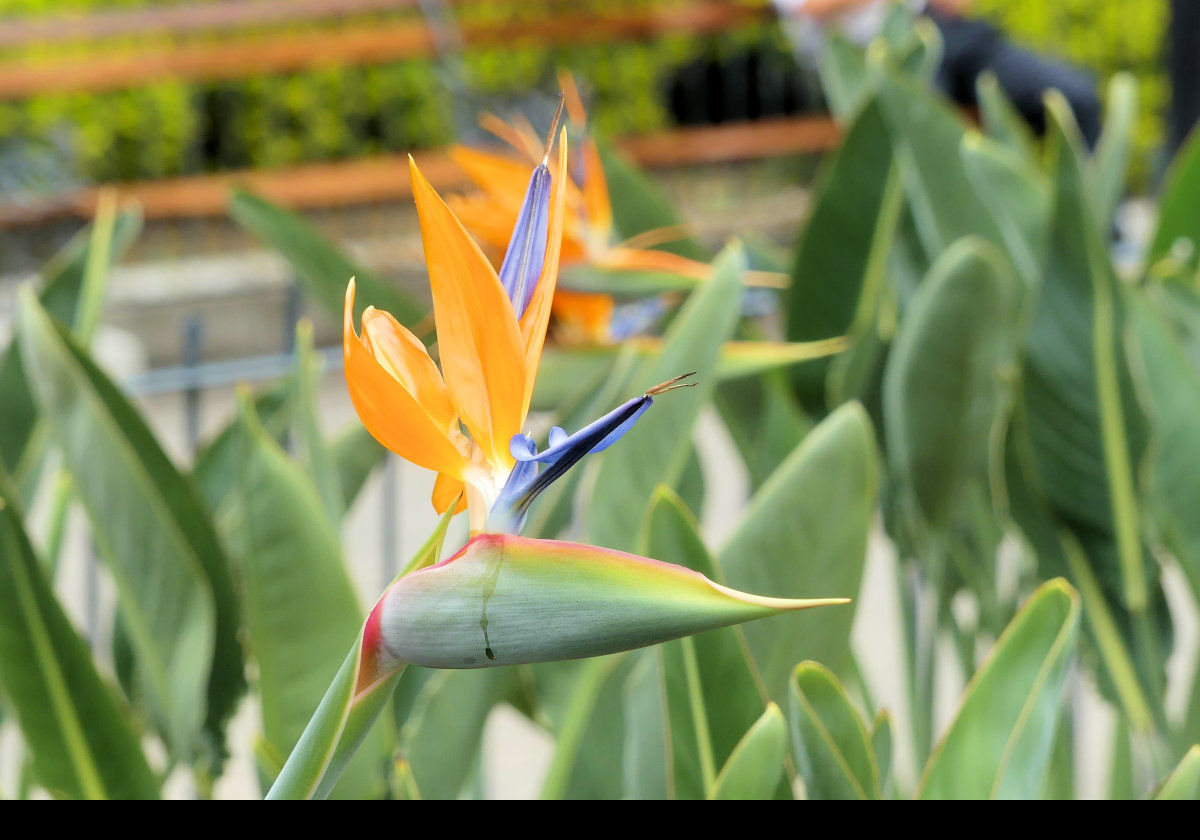 Strelitzia reginae, A crane flower or bird of paradise flower.